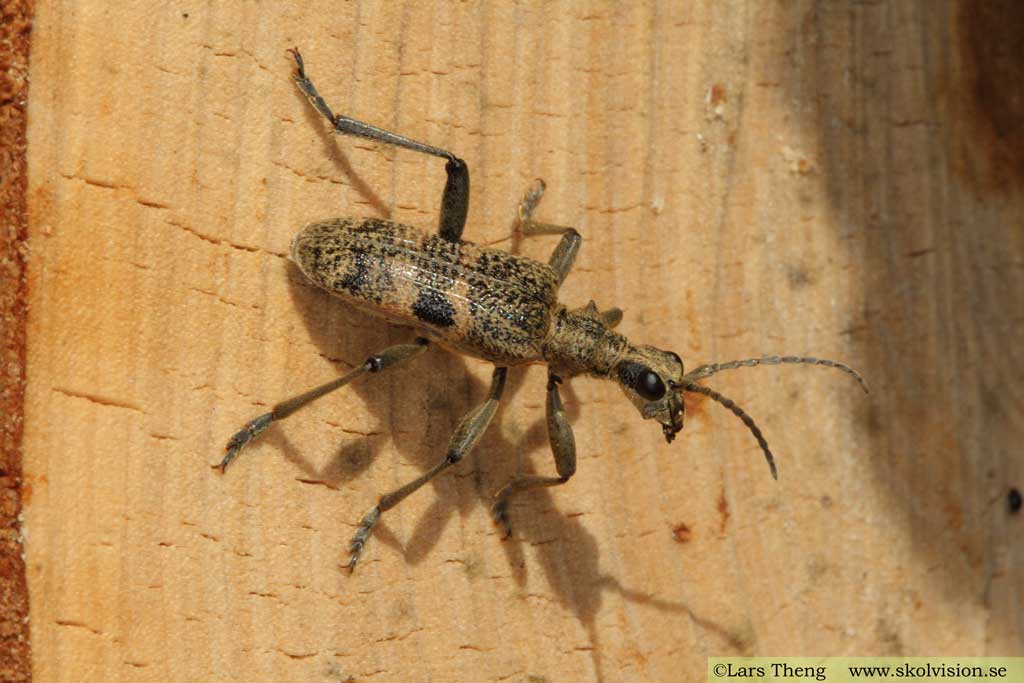 Lövträdlöpare, Rhagium mordax